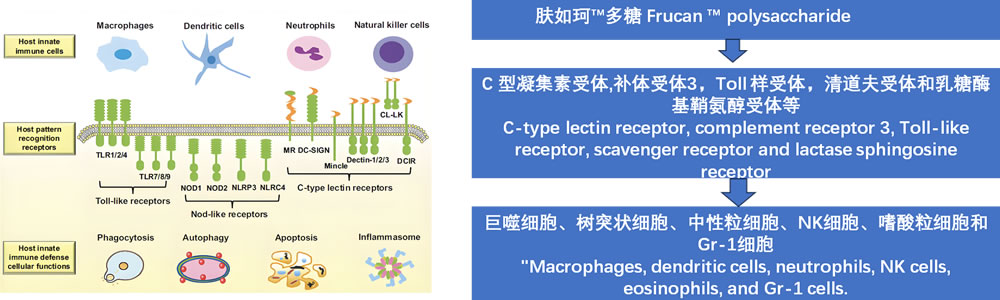 作用机理示意图